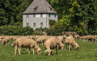 Goethes Gartenhaus im Park an der Ilm ©Weimar GmbH